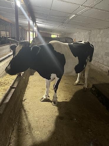 бекер иттер: Сатам | Уй (ургаачы) | Ангус, Голштин | Сүт алуу үчүн — 3