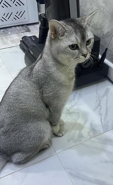 Ветеринар кызматы: Порода: кошка шерстью, окрас «серебристый шиншилла/серебристый — 1