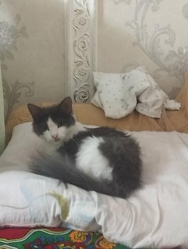 вин кот: Кошка даром: Беспородная, 10 месяцев, Девочка, Приучена к лотку — 2