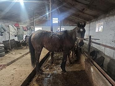 кошка домашняя: Продаю | Кобыла (самка) | Рабочий — 2