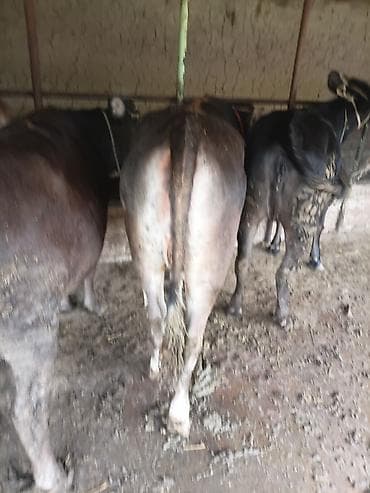 голштин коровы: Продаю | Тёлка | На откорм | Привязанные — 7