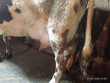 шведская корова: Продаю | Корова (самка) | Алатауская | Для молока | Стельные — 5
