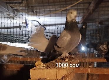 породистые голуби цена: Голуби разных окрасов и пород из домашнего голубятника. В наличии по — 1