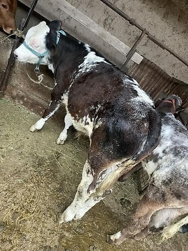 парода тай: Продаю | Бык (самец), Музоо, торпок | Полукровка, Бельгийская | На откорм | Привязанные — 2