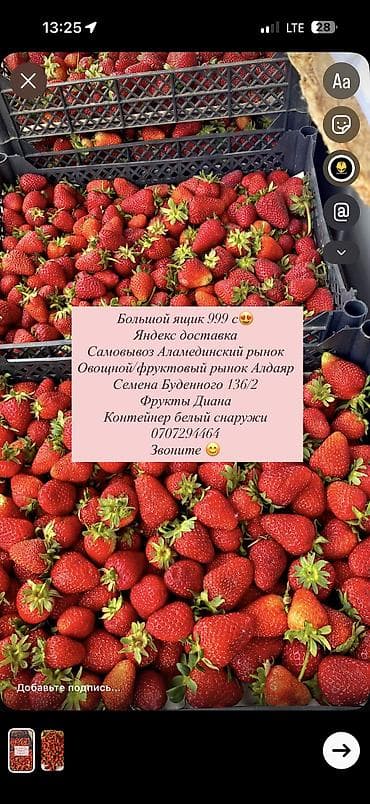 бир: Кулпунай Альбион, Чекене, Дүңүнөн — 4
