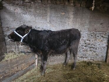 купить чистокровную немецкую овчарку: Продаю | Музоо, торпок | На откорм | Привязанные — 1