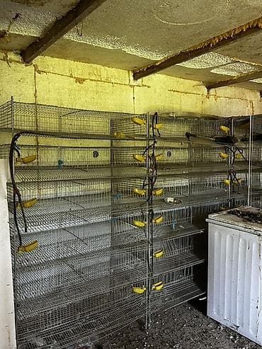 ак жугору: Многоярусные металлические клетки для птицы перепела - Конструкция — 1