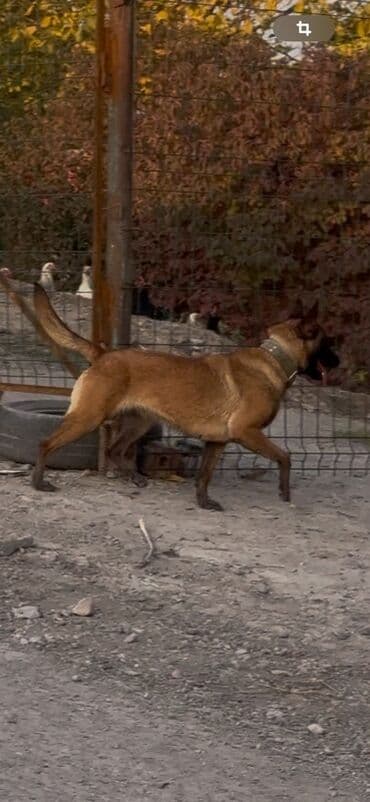 акустические системы triangle elara колонка в виде собак: Порода: бельгийская овчарка (малинуа)
Самка 1год 6месяцев — 1