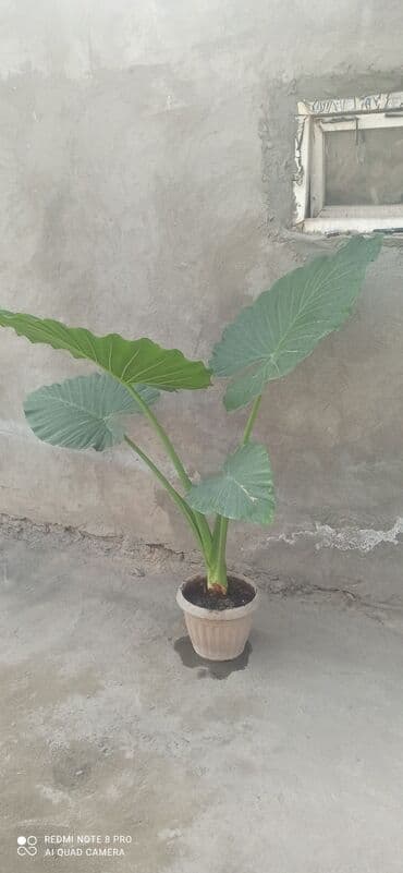 комнатеые цветы: Комнатные растения в горшках: - Сансевиерия (Sansevieria trifasciata — 5