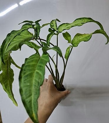 магнолия бишкек купить: В продаже: Сингониум Золотая венеция 200 сом Сингониум Ангустатум 200 — 6