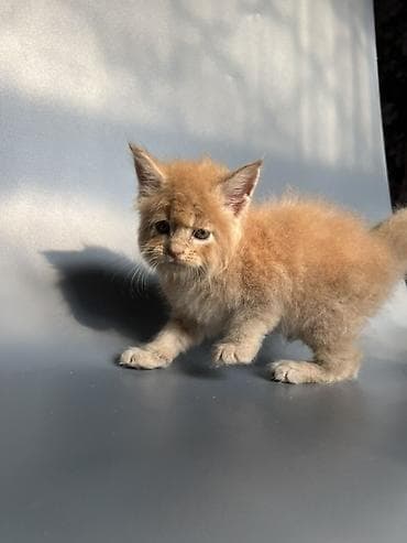 кошка британская: Предлагаются к продаже шикарные котята мейн-кун от породных — 3