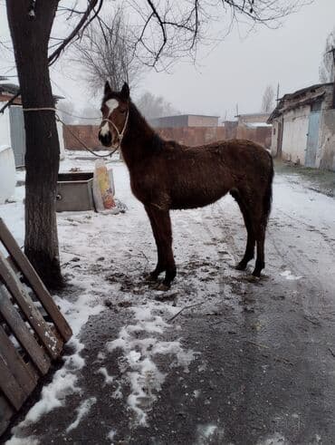 седло для лошади: Продаю | Жеребенок | Рабочий | Племенные — 2