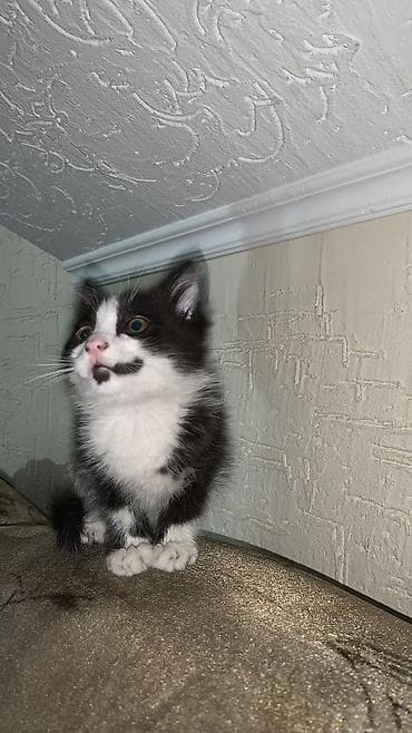 собака овчарка: Кошка даром: Беспородная, Мальчик — 3