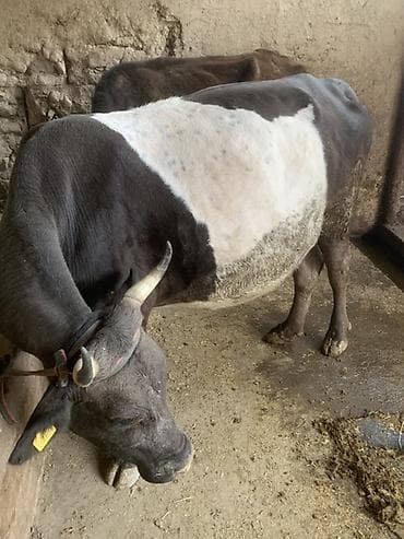 продам кошку: Продаю | Корова (самка) | Для разведения | Стельные — 5