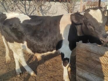бычки на мясо: Продаю | Бык (самец) | Голштин | Для разведения | Племенные — 2