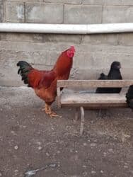 собака бульдок: Продаю | Петух | Полубрама | Для боев — 3