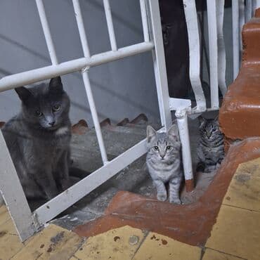 кошка домашняя: 3 месяца, Девочка — 9