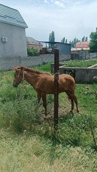 собака такса щенок: Продаю | Жеребенок — 3