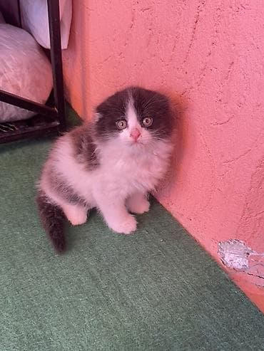 кичинекей мышык: Скотиш Фолд (Шотландиялык шалпаң кулак), 2 айлык, Эркек, Биколор, Лотокко барууга үйрөтүлгөн — 2