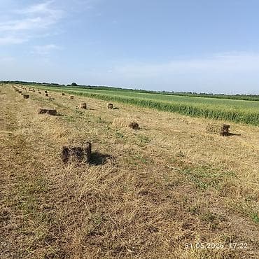 купить кошку бишкек: Продаю сено разнотравье в тюках с поля самовывоз. по 150 сом за тюк — 2