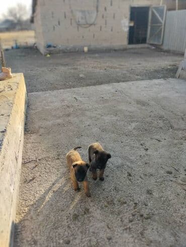 объявления отдам щенка в хорошие руки: Бельгийская овчарка, 1 месяц, Самец — 2