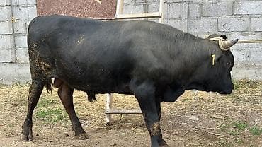 кара балта кой: Продаю | Бык (самец) | На откорм | Привязанные — 1
