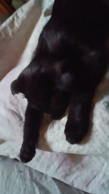 Кошки: Кошка даром: Скотиш Фолд (Шотландская вислоухая), 4 месяца, Девочка, Приучена к лотку — 10