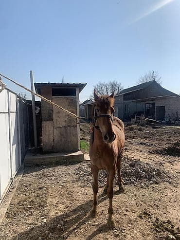 коны: Продаю | Кобыла (самка) | Конный спорт — 4