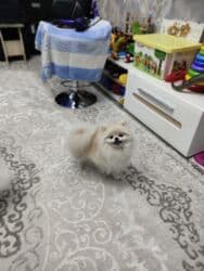 купить собаку шпица недорого: Шпиц, 1 год, Самец, С прививкой, С родословной — 21