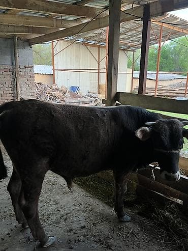 молочная карова: Продаю | Бык (самец) | На откорм | Привязанные — 1