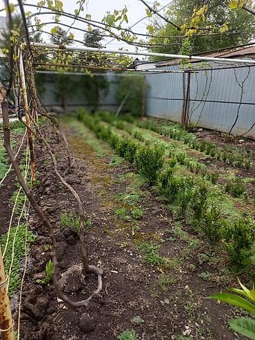 садовое: Самшит (Buxus sempervirens) — саженцы и сформированные кусты для живых — 3