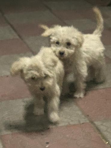 Продажа собак: 3 месяца, Самка — 3