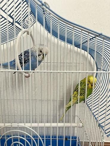 🔥 Ручные волнистые попугаи | Молодые | ХИТ 🐦 Продаются волнистые