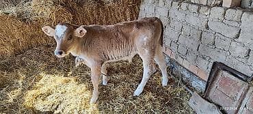 кой сойу: Продаю | Музоо, торпок | На откорм, Для разведения — 4