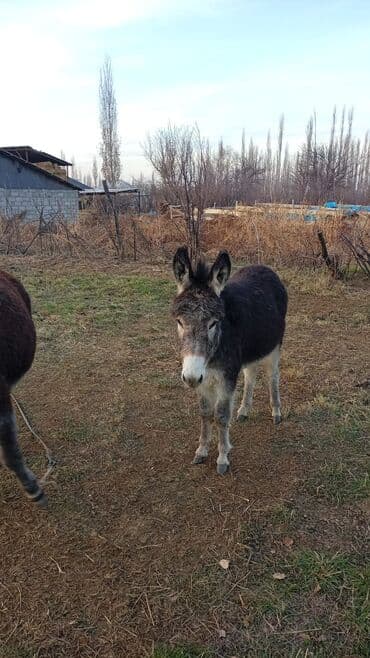 аптека аренда: Продаю | Конь (самец) | Арабская | Конный спорт — 3