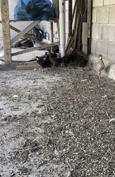дома на продажу в бишкеке: 🐥 Продаются цыплята фазанов (охотничьи и румынские) 📅 Возраст: 3 — 2