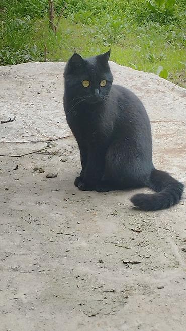 кошки коты котята: Кошка даром: Британская короткошёрстная, 4 месяца, Девочка — 2