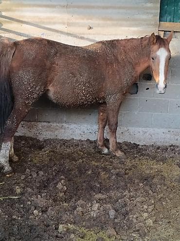 продаю конь: Продаю | Кобыла (самка) | Для разведения — 9