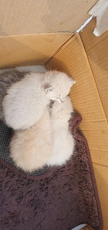 кошка пародистый: Котята, помёт из нескольких малышей разного окраса: - — 4