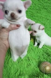 двойка для мальчика: Чихуахуа, 2 месяца, Самец, С родословной, С прививкой — 6