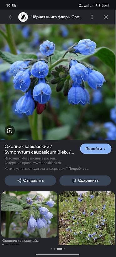 кавказские: Окопник кавказский (Symphytum caucasicum) - Травянистое многолетнее — 2