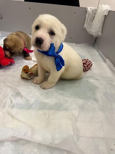 продаю щенков алобая: Алабай, 1 месяц, Самец — 8