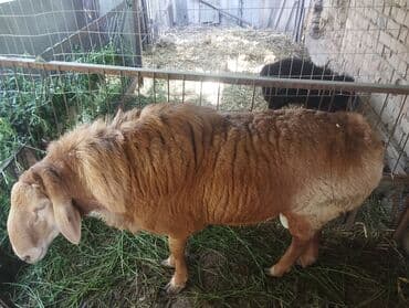 продажа щенков немецкой овчарки с документами в бишкеке: Продаю | Баран (самец) | Для разведения | Племенные — 3