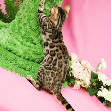 сколько стоит котенок британской золотой шиншиллы: Внимание бишкек .!! . Питомник бен гла мур предлагает чудесных — 8