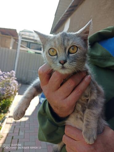 4 месяца, Девочка, Биколор, Метис