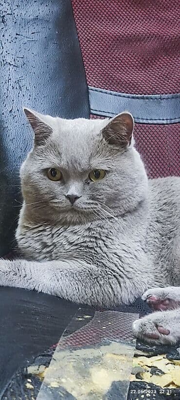 продажа породистых кошек: Вязка. Кот британец породистый с родословной .Чистый. Привитый — 2