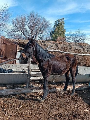 китайская хохлатая собака: Продаю | Жеребенок | Рабочий, Конный спорт — 1