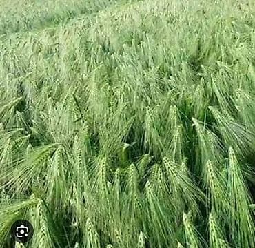 Продаю ячмень 20 сом