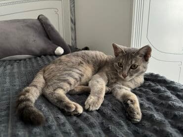 шиншилла британская кошка цена: Кошка даром: Египетский мау, 5 месяцев, Девочка, Приучена к лотку — 2