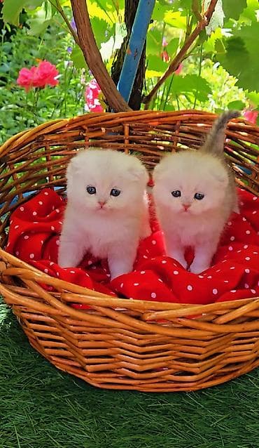 рэгдолл кошка: Шотландские котята. Scottish fold окрас серебристая шиншилла — 8